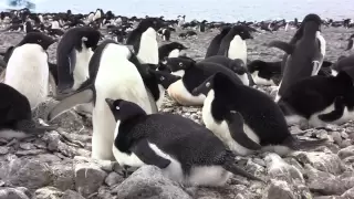 Adelie Penguins of Paulet Island, Antarctica