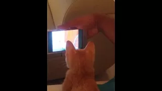 Tom and Jerry is watched by cat