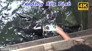 Feeding Thousands of Fish at a Beautiful Thai Temple.