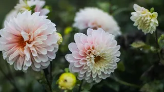 No Dig Dahlias