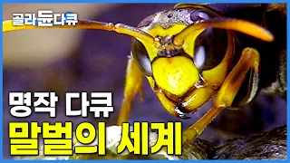 냉혹한 생존 질서 한국 말벌의 세계│#골라듄다큐