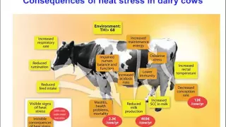 TV4001 non   infectious causes of reduced reproductive performance 4b