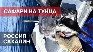 Chasing bluefin tuna. Sakhalin 2023