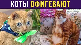 Приколы. Коты офигевают | Мемозг #216