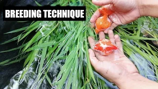 How to breed Goldfish ping pong | Natural Breeding | PearlScale Goldfish