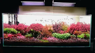 Showcase of stem plants