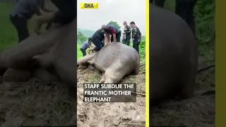 Viral: In a dramatic rescue, Elephant mom and baby saved in Thailand