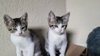 6 Mins of Kittens Playing
