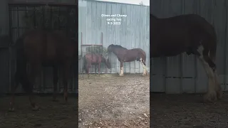 Oliver And Champ Eating Hay #shorts #clydesdale #oliver #horse #rescuehorse #horselover