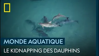 Quand les dauphins kidnappent les femelles avant s'accoupler