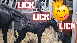 Get up, drink and lick a lot🙃 Sweet Filly | Friesian Horses