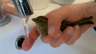 House Sparrow Rescue Part 3 - Release