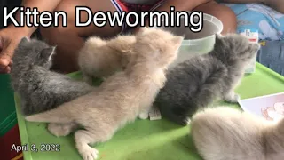 Kitten deworming at 3weeks old