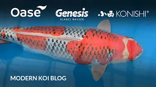 Modern Koi Blog #5646 - Live aus Japan: Die Elterntiere aus Mizukoshi