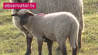 Minunea de la stână, mielul cu cinci picioare