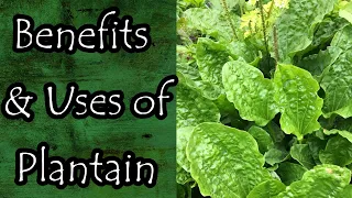 Plantain Uses and Benefits