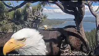 April 24, 2024 Afternoon: One hour on the nest