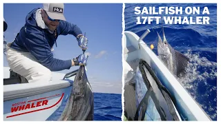 Kite Fishing on a 17 Foot Whaler - Landed a Huge Sailfish!