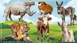 A Compilation of Amazing Animal Sounds and Videos: Rhinoceros, Hamster, Donkey, Cow, Goat, Tiger