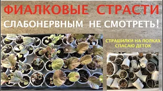 AFRICAN VIOLETS. Newbies - saving babies. Separating babies. Фиалковая жизнь как она есть. Ч. 1.