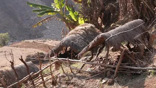 Carrying traditional fertilizer || Nepali Village || Village life