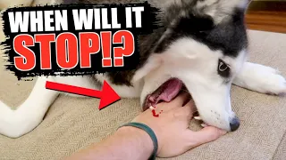 When Do Siberian Huskies STOP BITING?! (Stop A Husky From Biting)