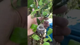 Peeking into a hummingbird nest