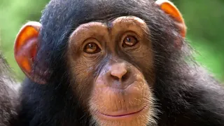 Apes Like Us Documentary about Tacugama Chimpanzee Sanctuary - by Jerry Ellis