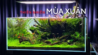 Nature Aquarium Setup | SETUP HỒ THUỶ SINH PHONG CÁCH NATURE - THIÊN NHIÊN MÙA XUÂN