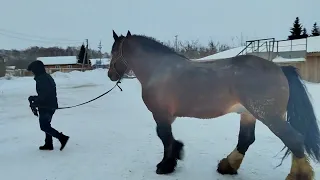 Владимирский тяжеловоз.,,Хариб,, 2012г. не продаётся.