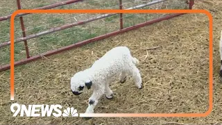 'Cutest sheep in the world' making their debut in Weld County