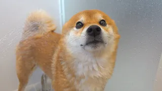 Shiba Inu who keeps complaining in dog language in the shower, which is not good at it, was too cute
