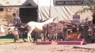 The "Wild" Burros of Oatman, Arizona