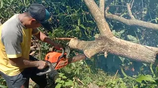 skil tercepat ..!! gergaji kayu keliling, serkel kayu modifikasi, mobil serkel kayu