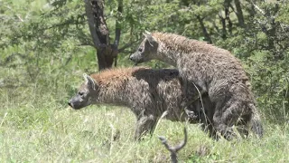 Mating hyenas