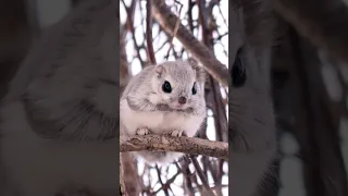 Fluffy Flying squirrels #3