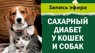 Сахарный диабет у кошек и собак