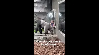 Gorilla in zoo wanting his personal space ! #shorts #viral #shortsvideo