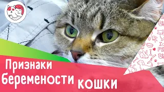 4 признака беременности вашей кошки