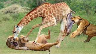 HUNTER BECOMES THE HUNTED | Mother Giraffe Save Her Newborn From Lion