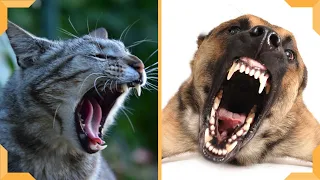 Barking Dogs Vs. Meowing Cats - Funniest Cats And Dogs