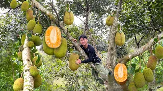 Harvest the big jackfruit in wild garden Go to Market Sell - 2 Years Alone in the Forest, Off grid