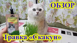 Трава для кота Скакун Обзор