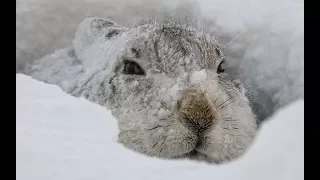 Охота на зайца, первый снег. Ноябрьский заяц