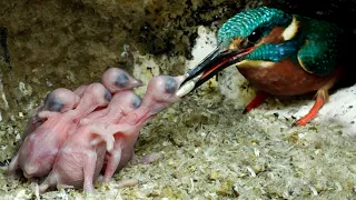 Kingfisher Chick Swallows Entire Fish | Discover Wildlife | Robert E Fuller