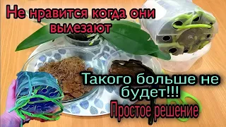 🔐Корням Орхидей Больше не Убежать👌  Гениально и Просто//Новый вариант посадки орхидей👧