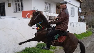 #keşfet yadigarın gitmemek icin inadı bizide şaşırttı 🐎