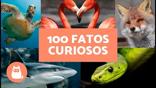 100 CURIOSIDADES sobre ANIMAIS SELVAGENS 🦊🐸 Elas vão te surpreender!