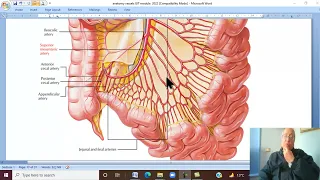 Anatomy GIT Module in Arabic  51 ( Superior mesenteric artery) ,  by Dr, Wahdan