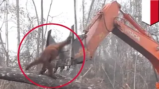 Orangutan tries to stop excavator from destroying forest - TomoNews